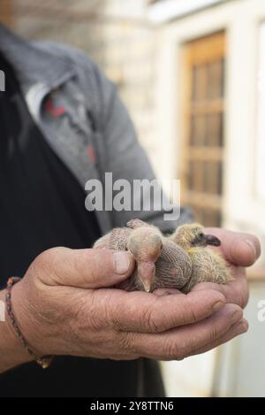 Une paire de pigeon dans la main plus fantaisie Banque D'Images