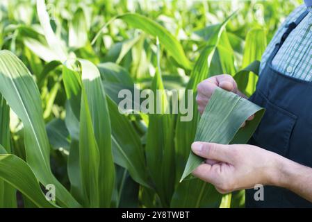 Agriculteur en combinaison faisant un examen des tiges de maïs à la photo de champ de gros plan Banque D'Images