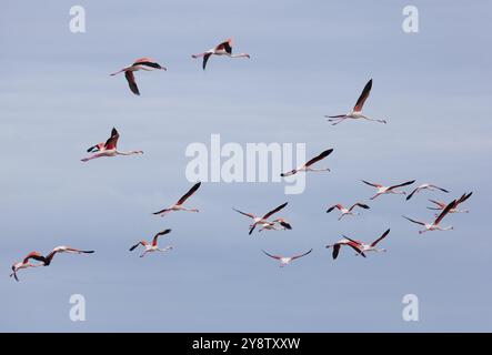 Flamants roses dans le parc naturel de Ria Formosa, Olhao, Algarve, Portugal, Europe Banque D'Images