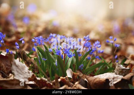 Printemps fleurs tôt Scilla siberica dans la forêt parmi les vieilles feuilles Banque D'Images