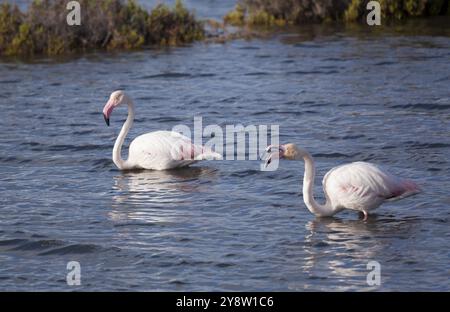 Flamants roses dans le parc naturel de Ria Formosa, Fuseta, Algarve, Portugal, Europe Banque D'Images