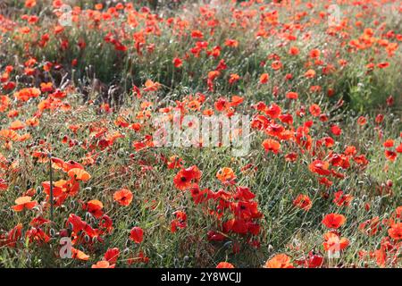 Coquelicots rouge vif dans un pré brillant à la lumière du soleil Banque D'Images