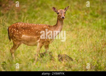 Femelle cerf en jachère, Dama dama, pâturant sur la prairie colorée d'automne. Scène animalière en Europe. Banque D'Images
