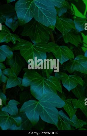 Feuilles de lierre. Fond de feuille vert. Usine Evergreen Banque D'Images