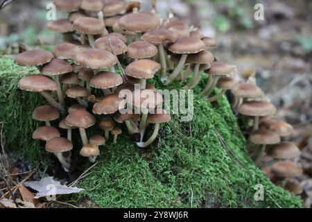 Stump brittlestem commun poussant sur une souche d'arbre moussue Banque D'Images