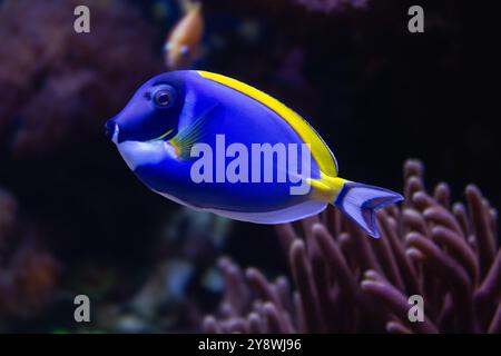 Regal Tang Fish Swimming. Paracanthurus hepatus. Photo de haute qualité Banque D'Images