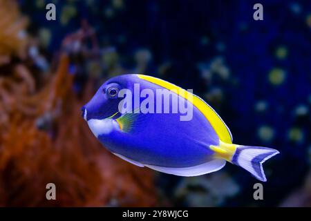 Regal Tang Fish Swimming. Paracanthurus hepatus. Photo de haute qualité Banque D'Images