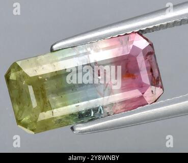 Cristal tourmaline multicolore exquis affichant des teintes roses et vertes vibrantes. Banque D'Images