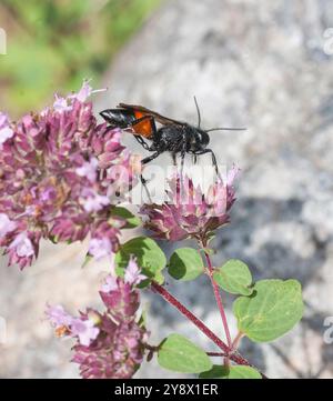 PODALONIA HIRSUTA est une espèce de guêpe parasitoïdale de la famille des Sphécidés et peut être trouvée dans les sols sablonneux Banque D'Images