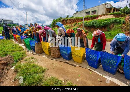 Les cueilleurs de feuilles de thé font la queue pour faire peser leurs paniers de feuilles de thé dans une plantation de thé près de Nuwara Eliya, au Sri Lanka Banque D'Images