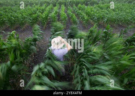 Un spécialiste des sols utilise un compteur de chlorophylle pour tester les plants de maïs au Vernon G. James Research and extension Center à Plymouth, en Caroline du Nord. Les plantes au premier plan ont reçu 180 livres/an Banque D'Images