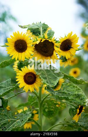 Abeille recueillir le pollen sur un tournesol pleine fleur dans un champ de tournesol Banque D'Images