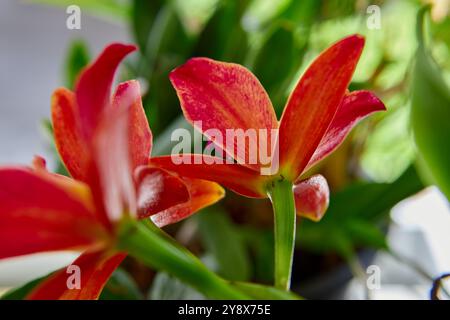 Gros plan d'orchidée rouge Cattleya fleurissant dans le jardin Banque D'Images