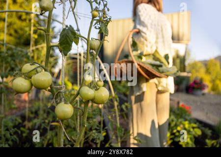 Concentrez-vous sur les tomates vertes avec un fond de jardin flou Banque D'Images