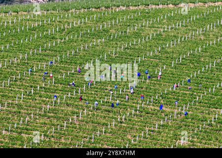 Maintien des raisins sur un vignoble à Stellenbosch, Afrique du Sud, au début de Novem, Ber. Banque D'Images