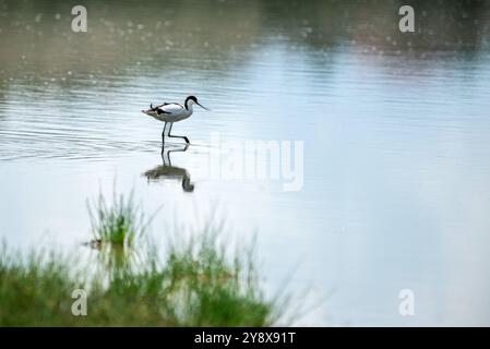 AVOCAT PIED (Recurvirostra avosetta) dans le parc national Queen Elizabeth - Ouganda Banque D'Images