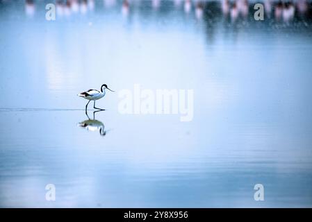 AVOCAT PIED (Recurvirostra avosetta) dans le parc national Queen Elizabeth - Ouganda Banque D'Images