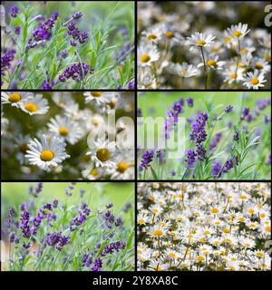 violet et blanc - fleurs de lavande et merguerite - collage de fleurs Banque D'Images
