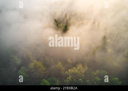 La vue aérienne révèle une forêt dense recouverte de brume. La lumière du soleil filtre à travers le brouillard, projetant une douce lueur sur la cime des arbres vert et éclatant, créant une atmosphère éthéré et sereine dans la forêt. Banque D'Images