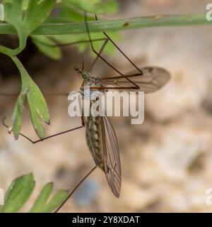Tipula maxima, Giant Cranefly Royaume-Uni Banque D'Images