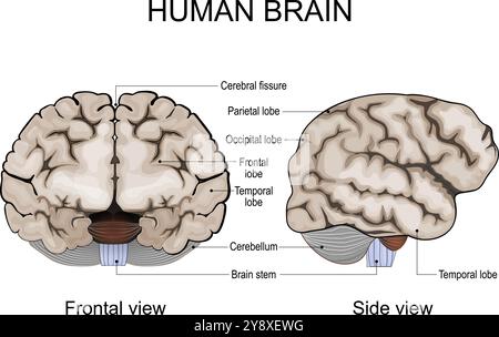 Anatomie cérébrale humaine. Hémisphères cérébraux, cortex cérébral, frontal, pariétal, temporel, lobes occipitaux, cervelet et tronc cérébral, fissure cérébrale. Illustration de Vecteur