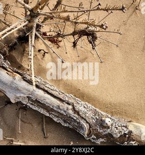 Bâton couvert Barnacle et restes d'arbre de Noël sur la plage de Lytham St Annes, Royaume-Uni Banque D'Images