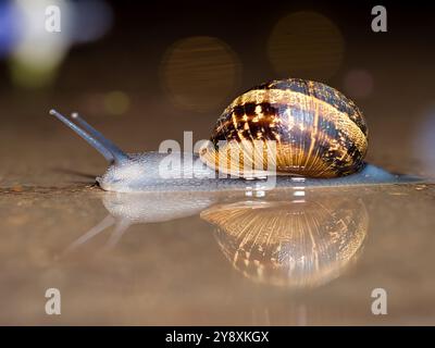 réflexion avec escargot Banque D'Images