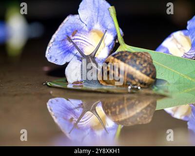 réflexion avec escargot Banque D'Images