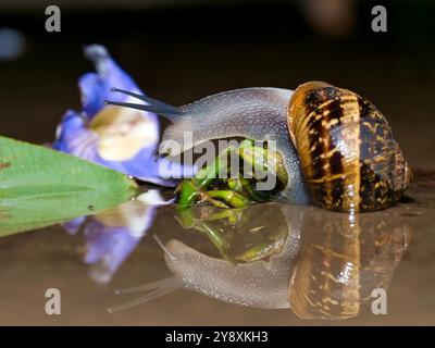 réflexion avec escargot Banque D'Images