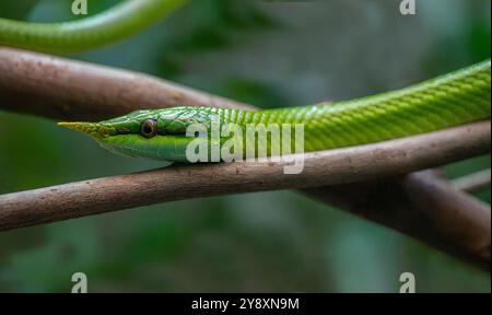 Serpent vietnamien à long nez (Gonyosoma boulengeri) sur une branche, captive, Allemagne Banque D'Images