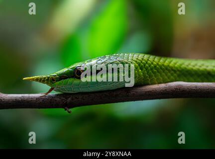 Serpent vietnamien à long nez (Gonyosoma boulengeri) sur une branche, captive, Allemagne Banque D'Images