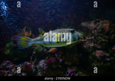 Souffleur à pois blancs, blaasop à pois blancs ou poisson soufflé Stripedbelly (Arothron hispidus). Sa distribution s'étend à travers la zone Indo-Pacifique Banque D'Images