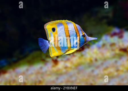 Le papillons cuivré (Chelmon rostratus), également connu sous le nom de poisson corallien à bec, se trouve dans les récifs des océans Pacifique et Indien. Banque D'Images