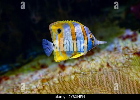 Le papillons cuivré (Chelmon rostratus), également connu sous le nom de poisson corallien à bec, se trouve dans les récifs des océans Pacifique et Indien. Banque D'Images