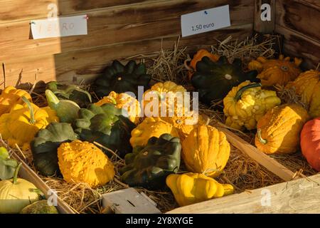 Stalle de citrouilles vibrantes et de gourdes de différentes formes et textures, disposées sur de la paille, mettant en valeur une scène de récolte automnale naturelle. Banque D'Images