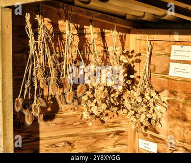 gros plan de teasel séché et de plantes d'honnêteté accrochées à un mur en bois, mettant en valeur un arrangement rustique et naturel de fleurs séchées dans des tons chauds. Banque D'Images