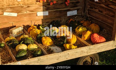 Stalle de citrouilles vibrantes et de gourdes de différentes formes et textures, disposées sur de la paille, mettant en valeur une scène de récolte automnale naturelle. Banque D'Images