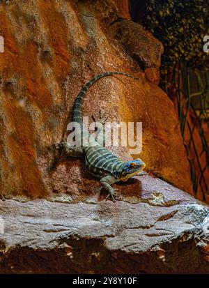 Portrait du lézard bleu Baja (Petrosaurus thalassinus) qui se bast sur la roche Banque D'Images