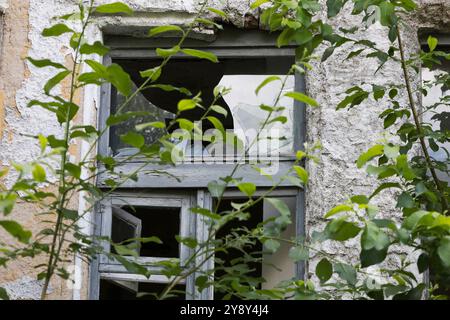 Un vieux bâtiment altéré présente une fenêtre cassée, avec diverses plantes poussant élégamment hors de lui, mettant en valeur la résilience et la beauté de la nature Banque D'Images