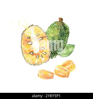 Fruit jackfruit à l'aquarelle dessiné à la main. Illustration vectorielle. Illustration de Vecteur