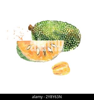 Fruit jackfruit à l'aquarelle dessiné à la main. Illustration vectorielle. Illustration de Vecteur