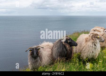 Moutons à cornes blanches (probablement) sur l'île de haute mer de Heligoland, mer du Nord, Schleswig-Holstein, district de Pinneberg, Allemagne du Nord, Europe centrale Banque D'Images