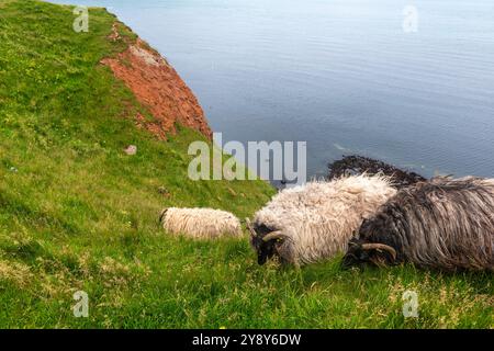 Moutons à cornes blanches (probablement) sur l'île de haute mer de Heligoland, mer du Nord, Schleswig-Holstein, district de Pinneberg, Allemagne du Nord, Europe centrale Banque D'Images