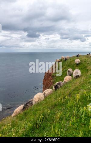 Moutons à cornes blanches (probablement) sur l'île de haute mer de Heligoland, mer du Nord, Schleswig-Holstein, district de Pinneberg, Allemagne du Nord, Europe centrale Banque D'Images