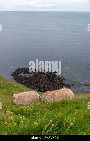 Moutons à cornes blanches (probablement) sur l'île de haute mer de Heligoland, mer du Nord, Schleswig-Holstein, district de Pinneberg, Allemagne du Nord, Europe centrale Banque D'Images