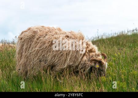 Moutons à cornes blanches (probablement) sur l'île de haute mer de Heligoland, mer du Nord, Schleswig-Holstein, district de Pinneberg, Allemagne du Nord, Europe centrale Banque D'Images