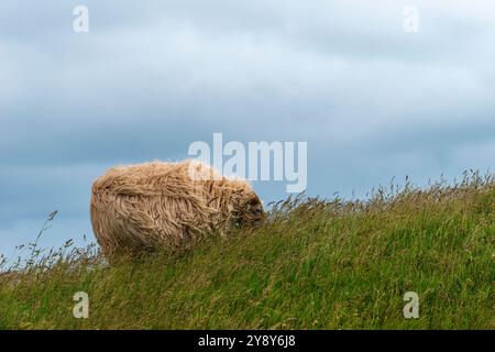 Moutons à cornes blanches (probablement) sur l'île de haute mer de Heligoland, mer du Nord, Schleswig-Holstein, district de Pinneberg, Allemagne du Nord, Europe centrale Banque D'Images