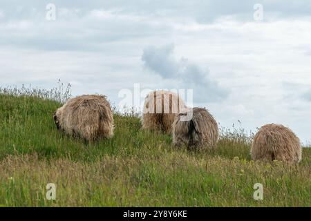 Moutons à cornes blanches (probablement) sur l'île de haute mer de Heligoland, mer du Nord, Schleswig-Holstein, district de Pinneberg, Allemagne du Nord, Europe centrale Banque D'Images