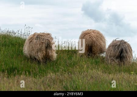 Moutons à cornes blanches (probablement) sur l'île de haute mer de Heligoland, mer du Nord, Schleswig-Holstein, district de Pinneberg, Allemagne du Nord, Europe centrale Banque D'Images