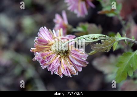 Belle nature, fleurs extérieures, parterre de fleurs à la maison. Fleurs d'automne blanc-violet, buissons de chrysanthème poussant à l'extérieur après des gelées nocturnes de rue. Banque D'Images